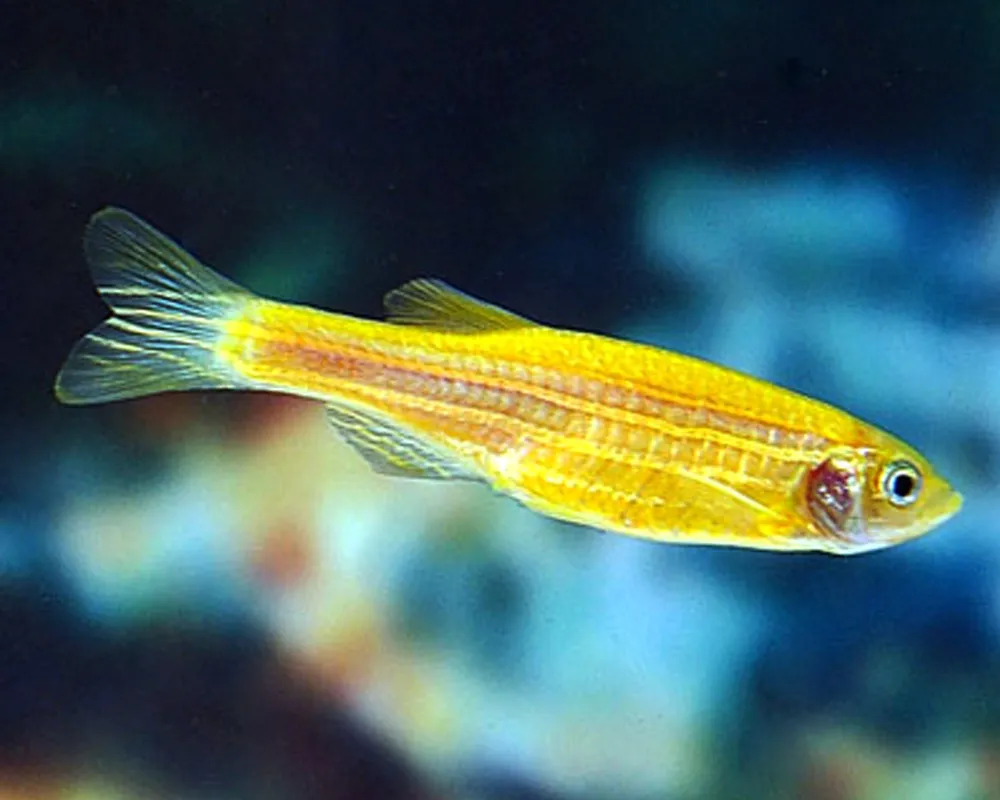 Orange Danio